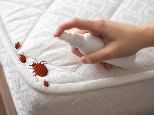 Best Bed Bug Extermination  in Mahanoy City, PA
